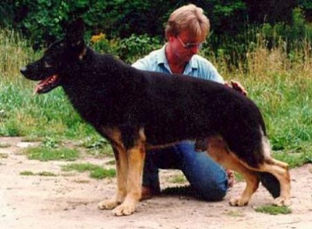 black ddr german shepherd