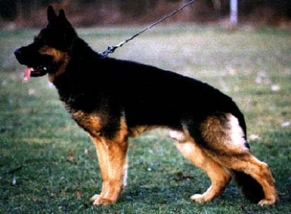 ddr german shepherd puppies for sale